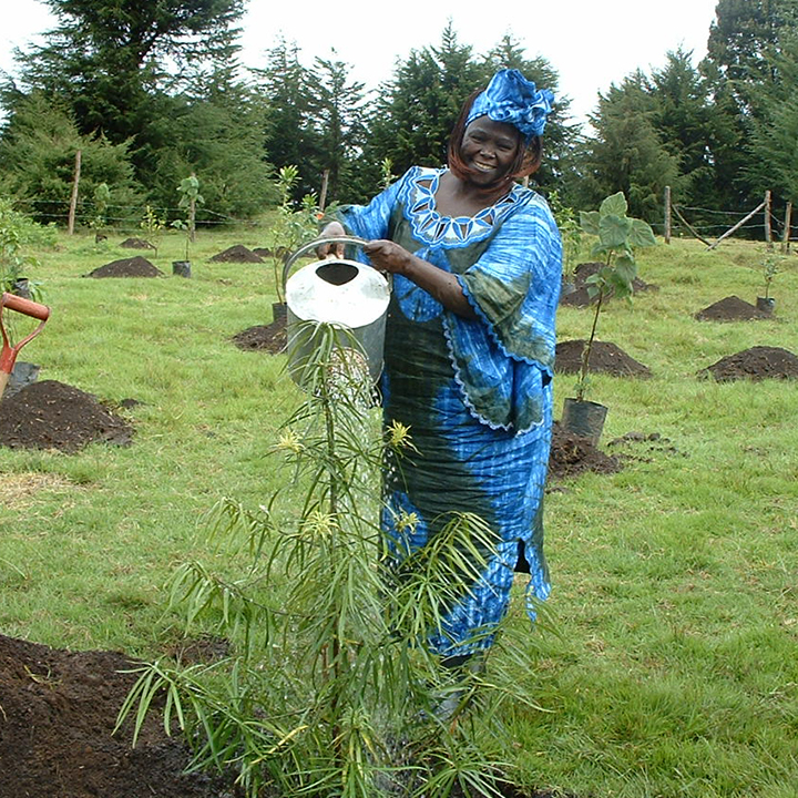 mama miti wangari maathai and the trees of kenya